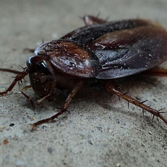 Cockroaches, Pest Control in Radlett, Shenley, WD7. Call Now! 020 8166 9746