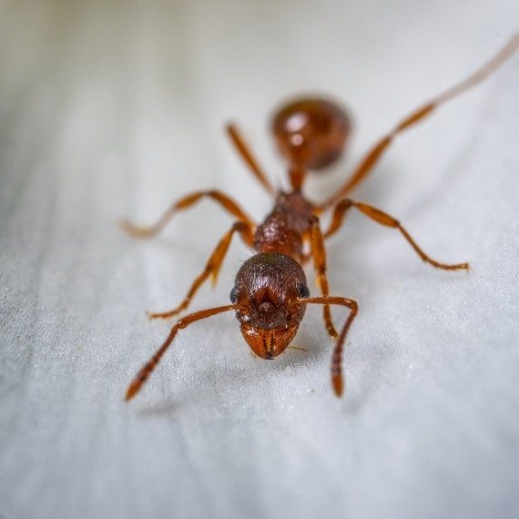 Field Ants, Pest Control in Radlett, Shenley, WD7. Call Now! 020 8166 9746
