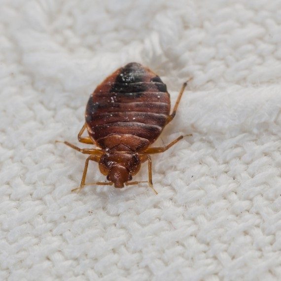 Bed Bugs, Pest Control in Radlett, Shenley, WD7. Call Now! 020 8166 9746