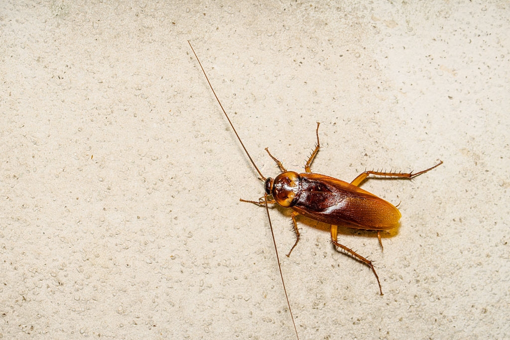 Cockroach Control, Pest Control in Radlett, Shenley, WD7. Call Now 020 8166 9746
