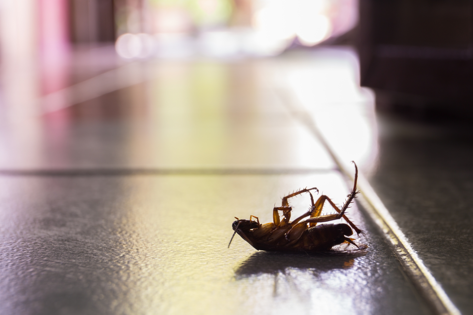 Cockroach Control, Pest Control in Radlett, Shenley, WD7. Call Now 020 8166 9746