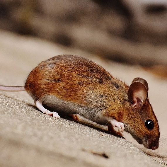 Mice, Pest Control in Radlett, Shenley, WD7. Call Now! 020 8166 9746