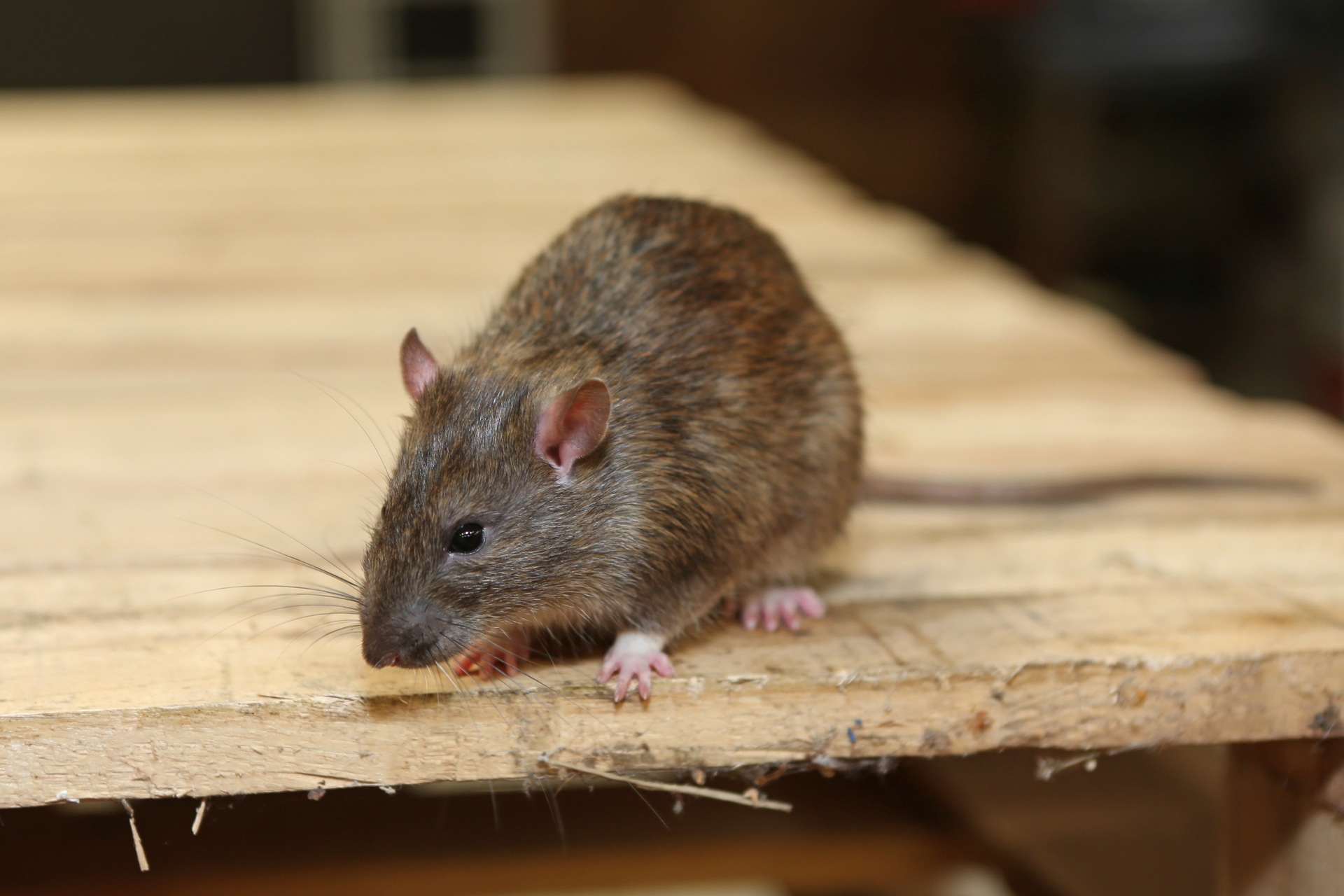 Rat Control, Pest Control in Radlett, Shenley, WD7. Call Now 020 8166 9746
