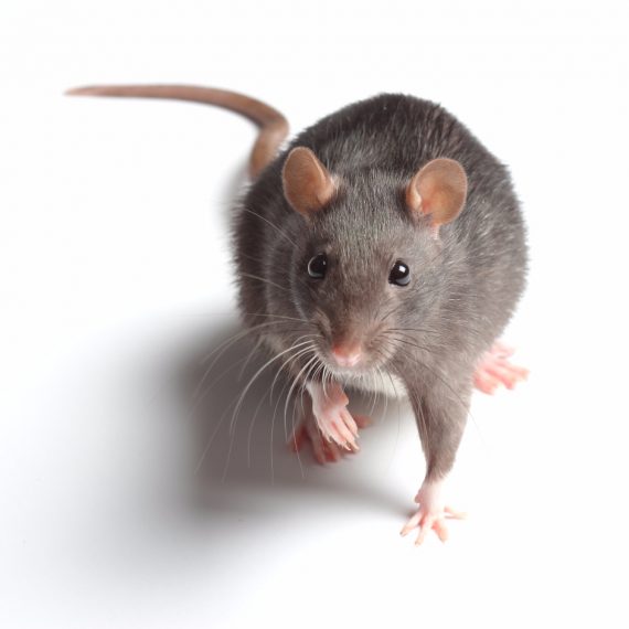 Rats, Pest Control in Radlett, Shenley, WD7. Call Now! 020 8166 9746