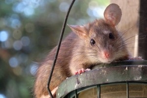 Rat Infestation, Pest Control in Radlett, Shenley, WD7. Call Now 020 8166 9746