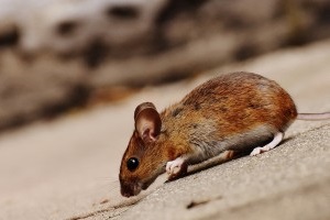 Mice Exterminator, Pest Control in Radlett, Shenley, WD7. Call Now 020 8166 9746
