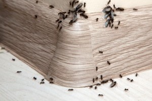 Ant Control, Pest Control in Radlett, Shenley, WD7. Call Now 020 8166 9746