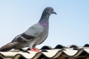 Pigeon Pest, Pest Control in Radlett, Shenley, WD7. Call Now 020 8166 9746