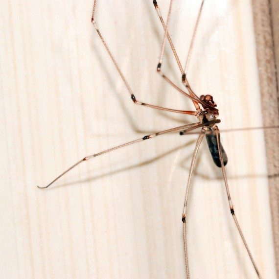 Spiders, Pest Control in Radlett, Shenley, WD7. Call Now! 020 8166 9746