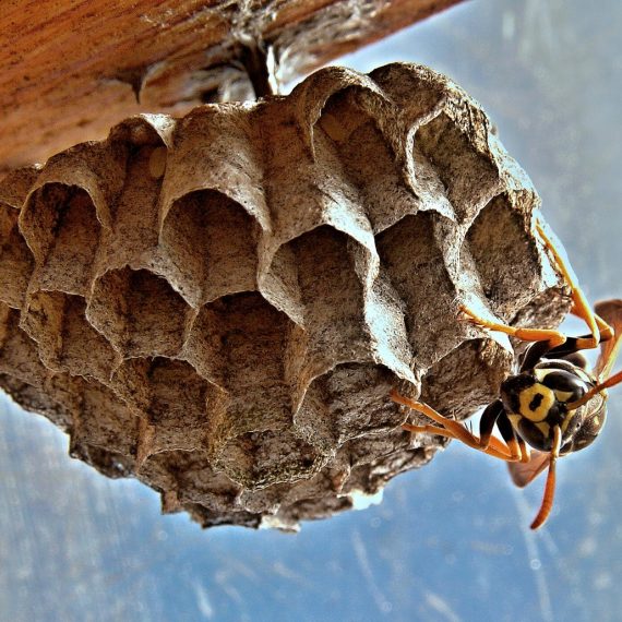 Wasps Nest, Pest Control in Radlett, Shenley, WD7. Call Now! 020 8166 9746